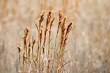 Dry Grass_41103